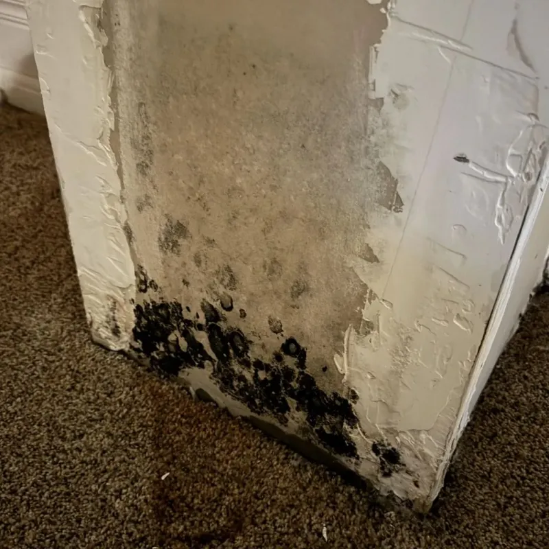 Professional Mold Removal in Fort Rucker, AL